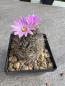 Preview: Turbinicarpus lausseri